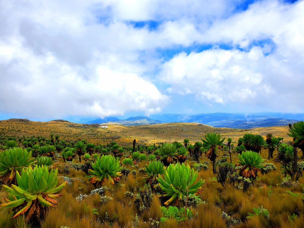 Painful cold and Human Mule